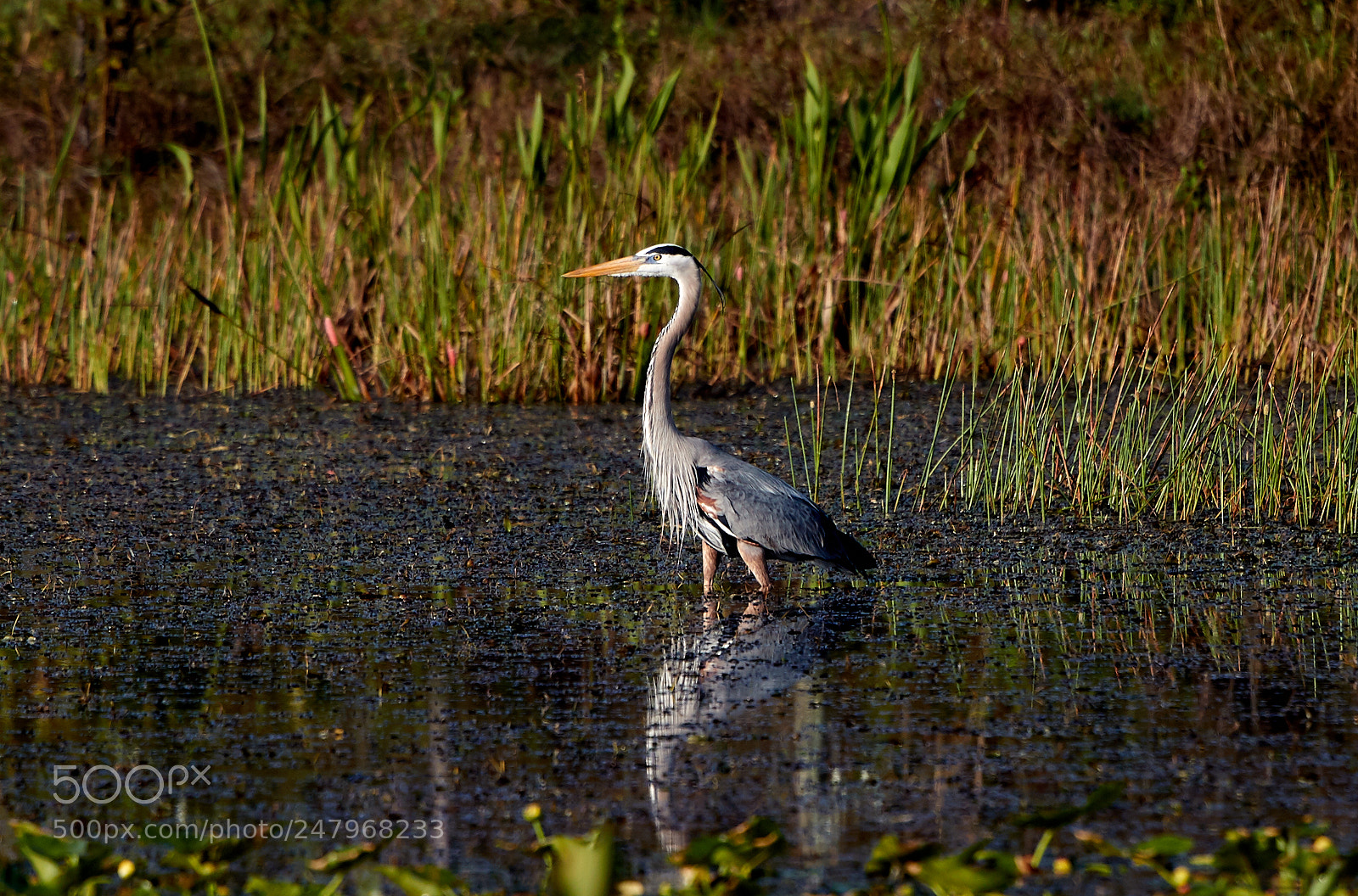 Canon EOS-1D X Mark II sample photo. 03-02-18-0005949.jpg photography