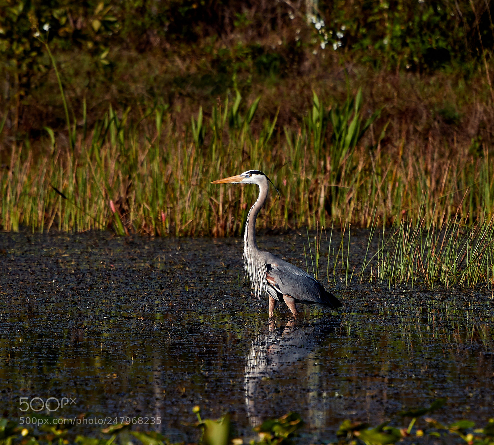 Canon EOS-1D X Mark II sample photo. 03-02-18-0005948.jpg photography