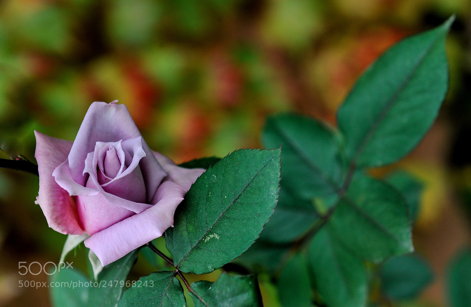 Nikon D3 sample photo. Rose photography