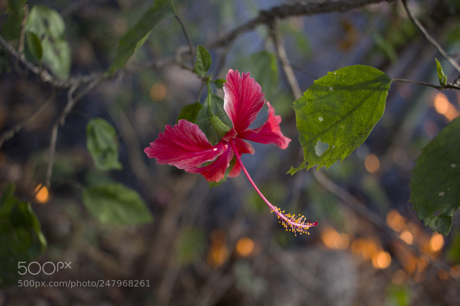 Canon EOS 600D (Rebel EOS T3i / EOS Kiss X5) sample photo. Beautiful flower in a photography