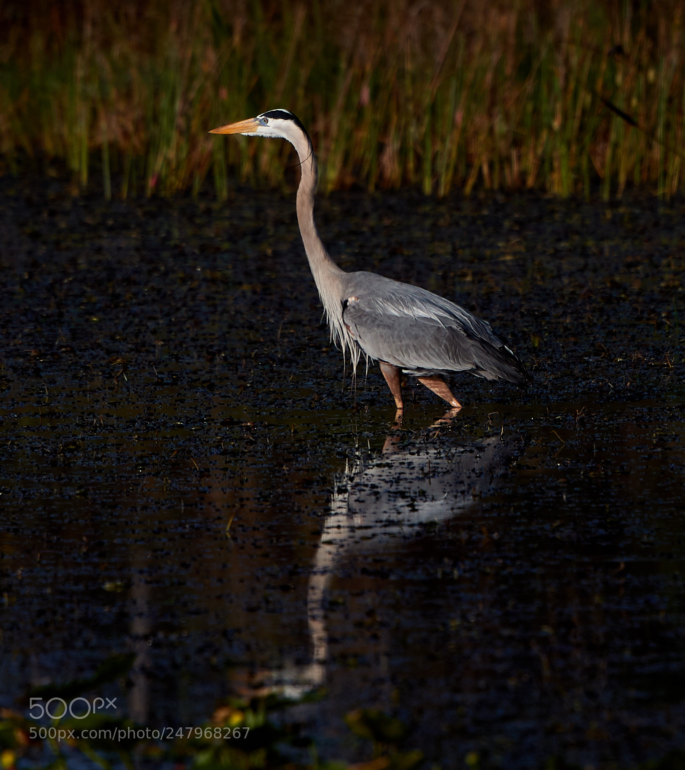 Canon EOS-1D X Mark II sample photo. 03-02-18-0005946.jpg photography