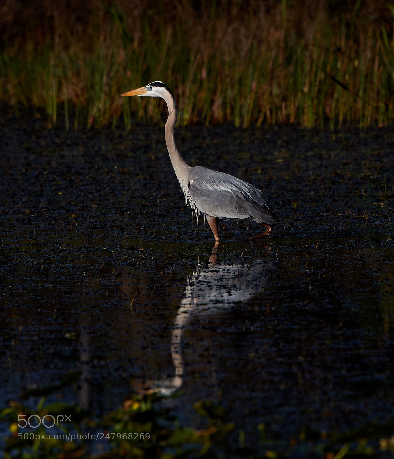 Canon EOS-1D X Mark II sample photo. 03-02-18-0005945.jpg photography