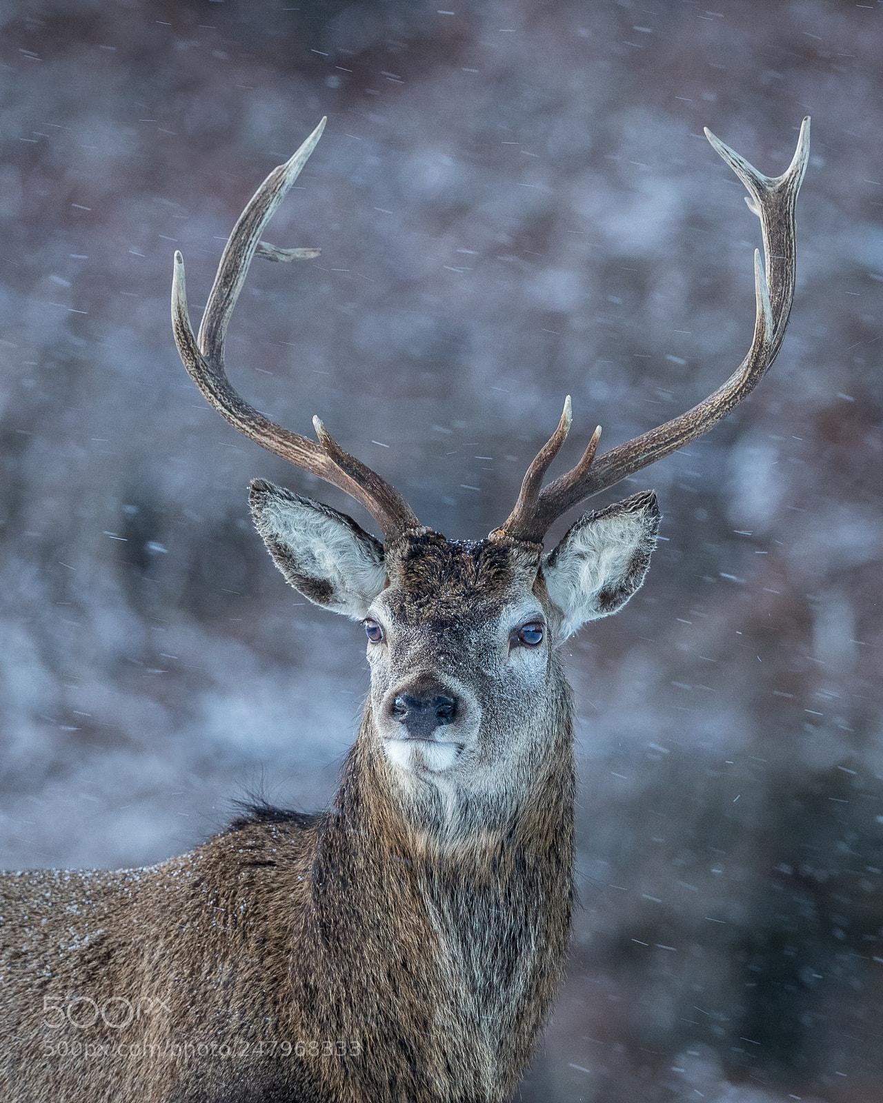 Canon EOS-1D X Mark II sample photo. Red deer in snow. photography