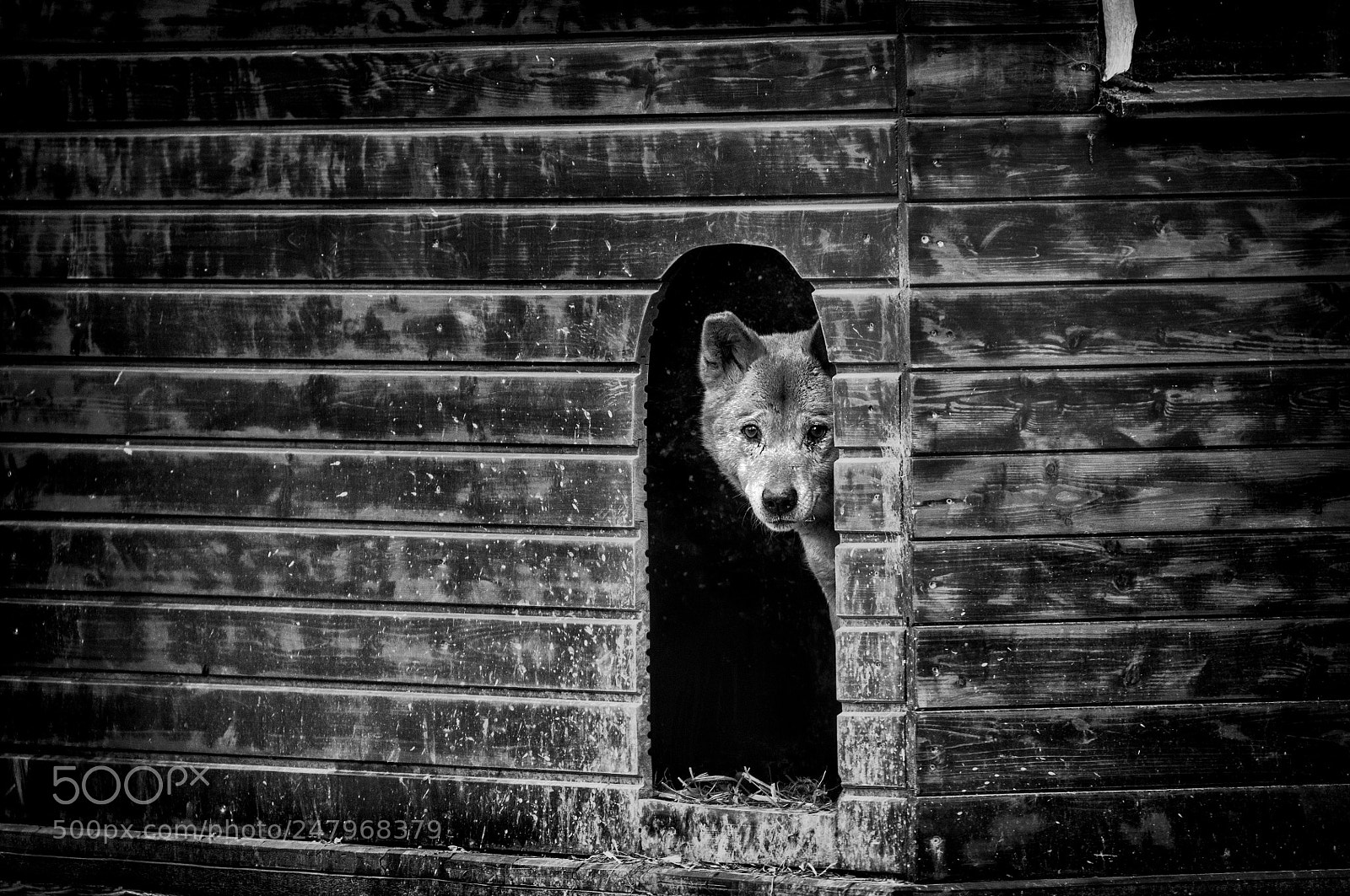 Nikon D90 sample photo. * dingo * photography