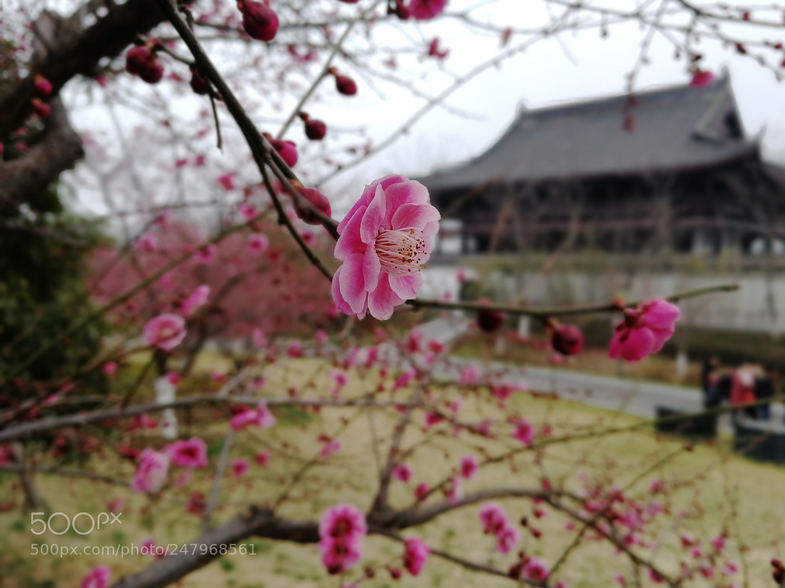 HUAWEI Honor 9 sample photo. Untitled photography