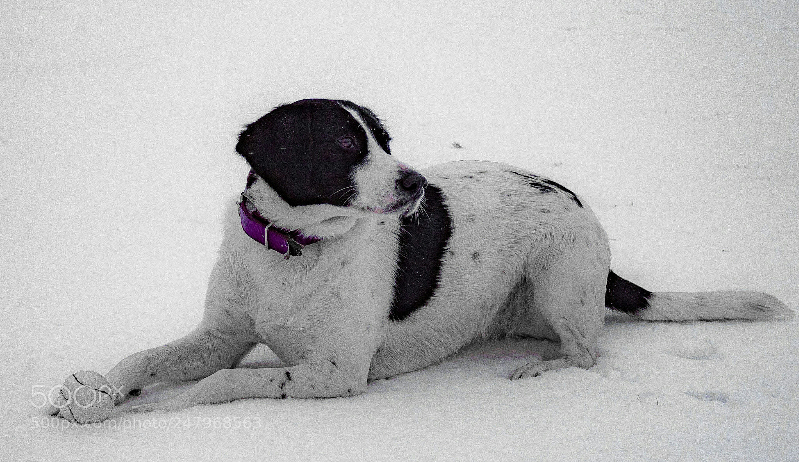 Canon EOS 1300D (EOS Rebel T6 / EOS Kiss X80) sample photo. Purple collar photography
