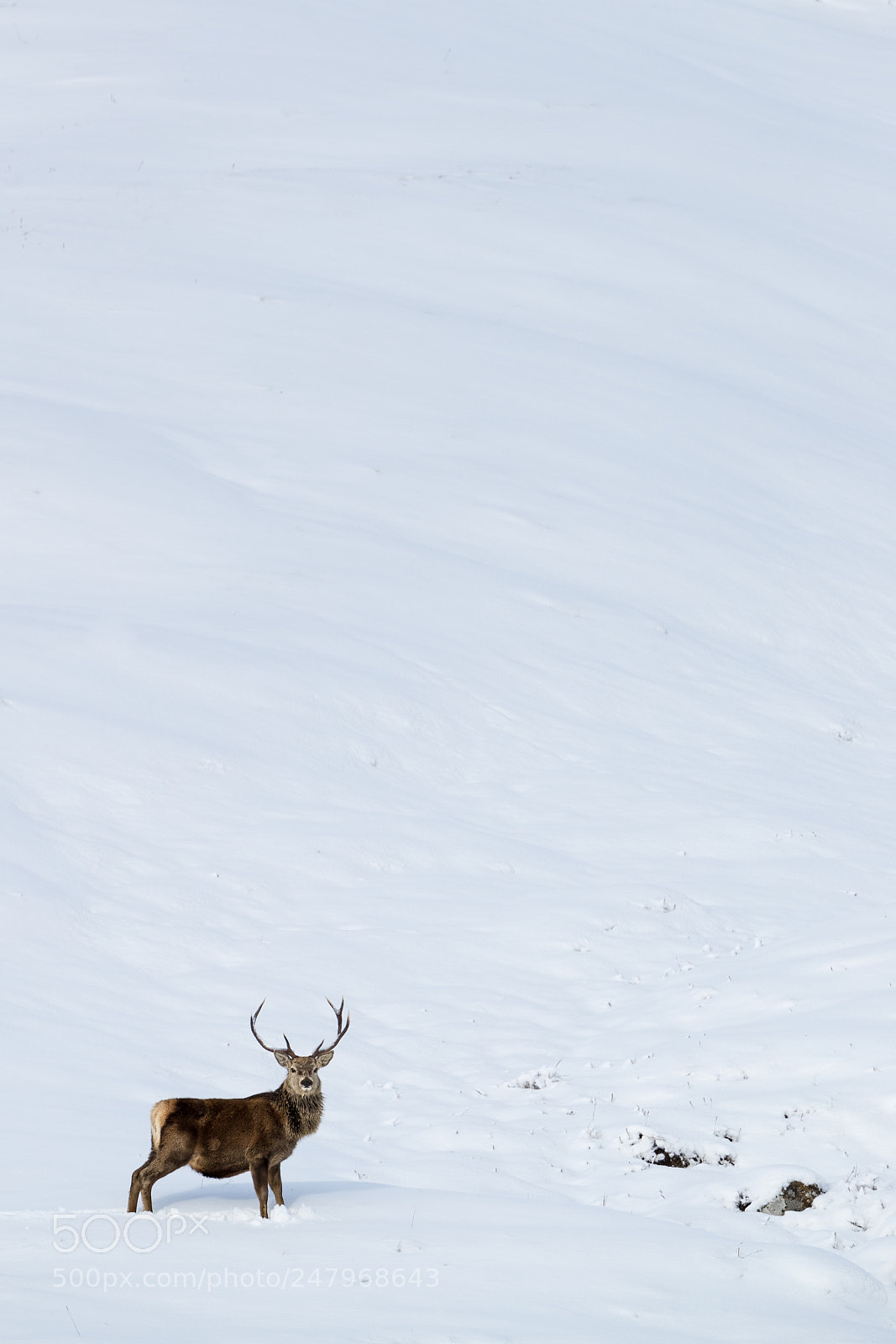 Canon EOS-1D X Mark II sample photo. Red deer stag on photography