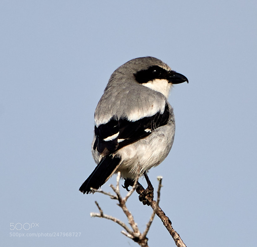 Canon EOS-1D X Mark II sample photo. 03-02-18-0005863.jpg photography