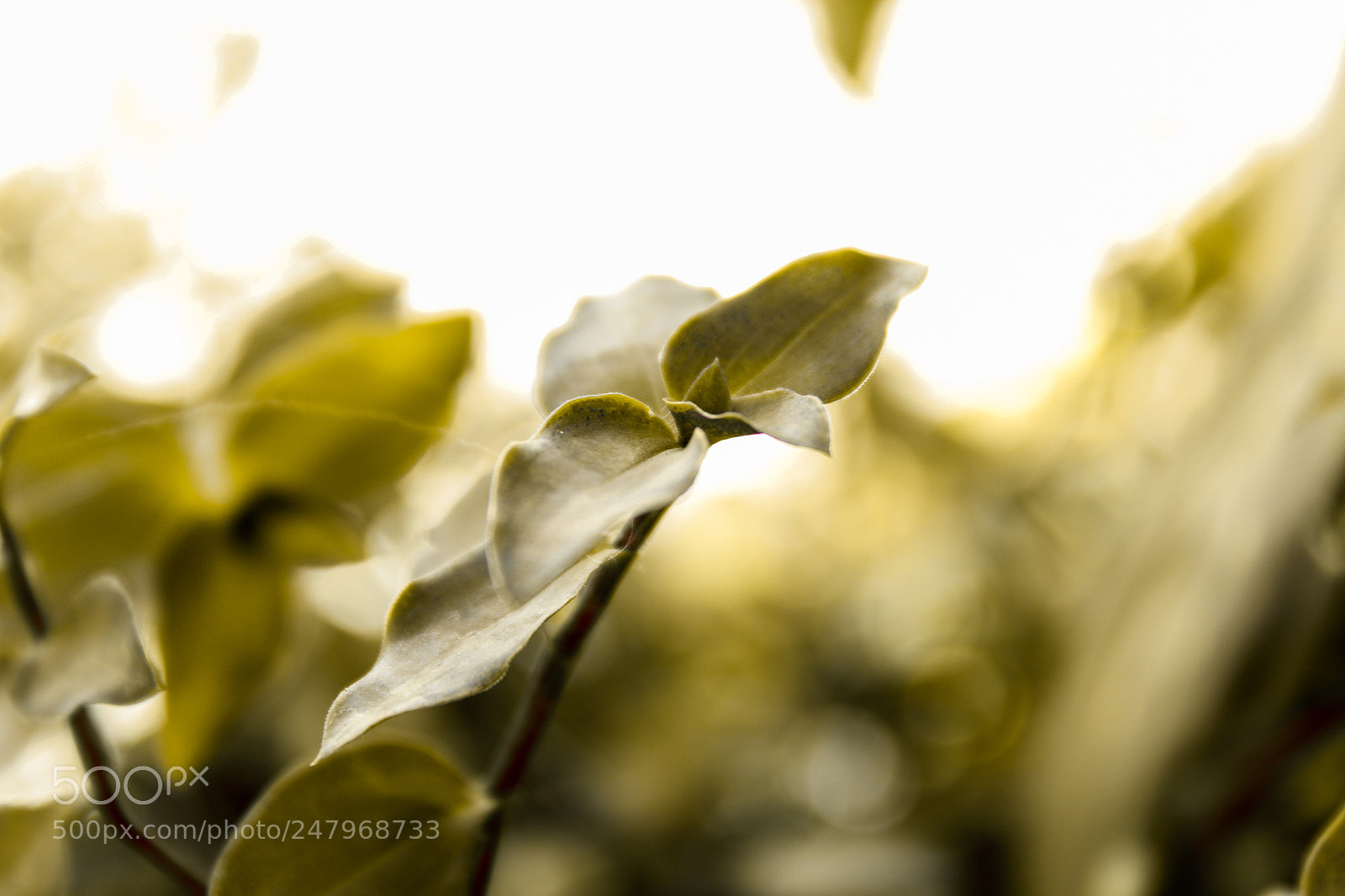 Canon EOS 700D (EOS Rebel T5i / EOS Kiss X7i) sample photo. A plant in the photography