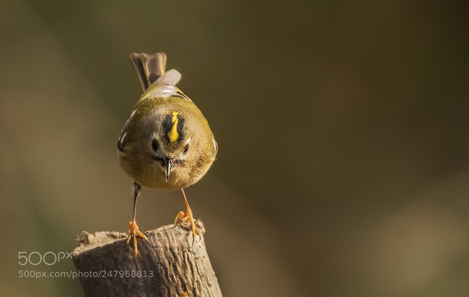 Canon EOS 7D Mark II sample photo. Goldcrest photography
