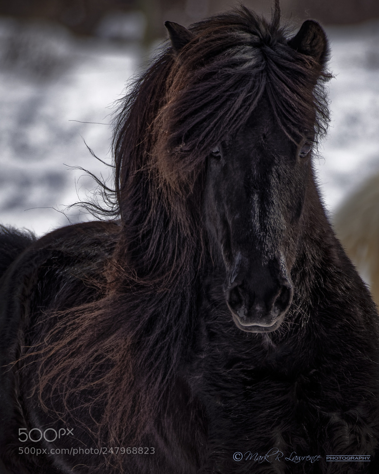Nikon D810 sample photo. Majestic tyr photography