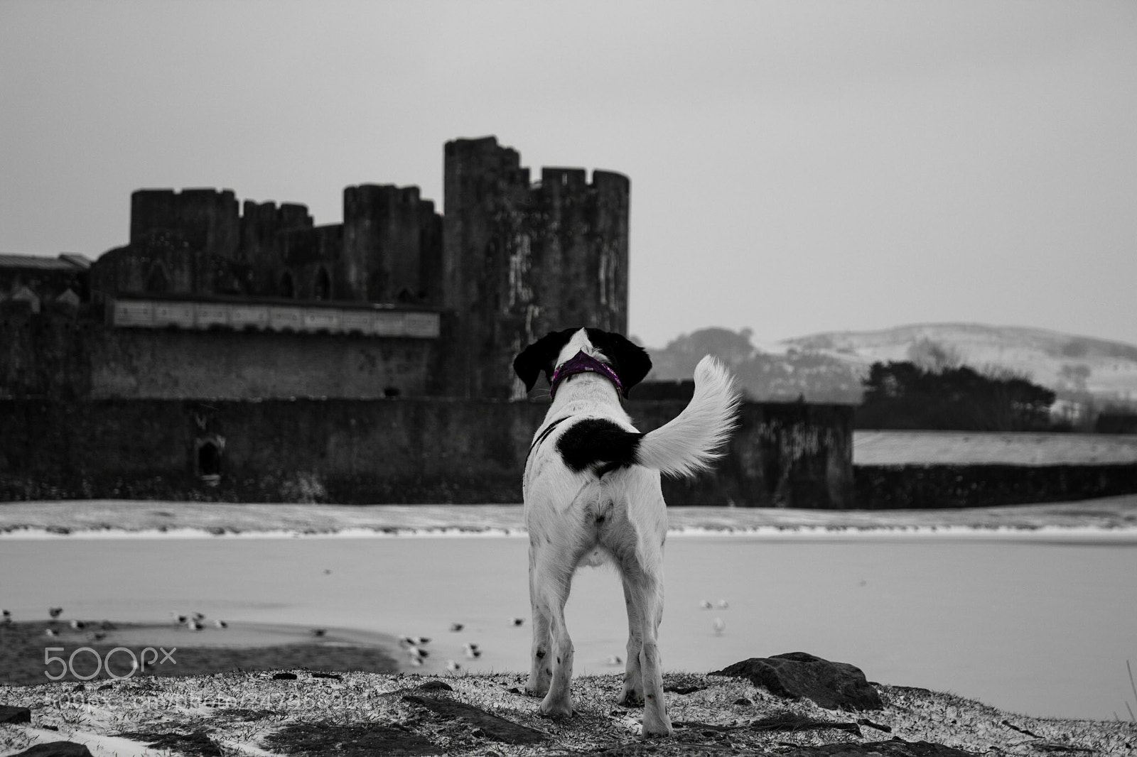 Canon EOS 1300D (EOS Rebel T6 / EOS Kiss X80) sample photo. Dogs eye view photography
