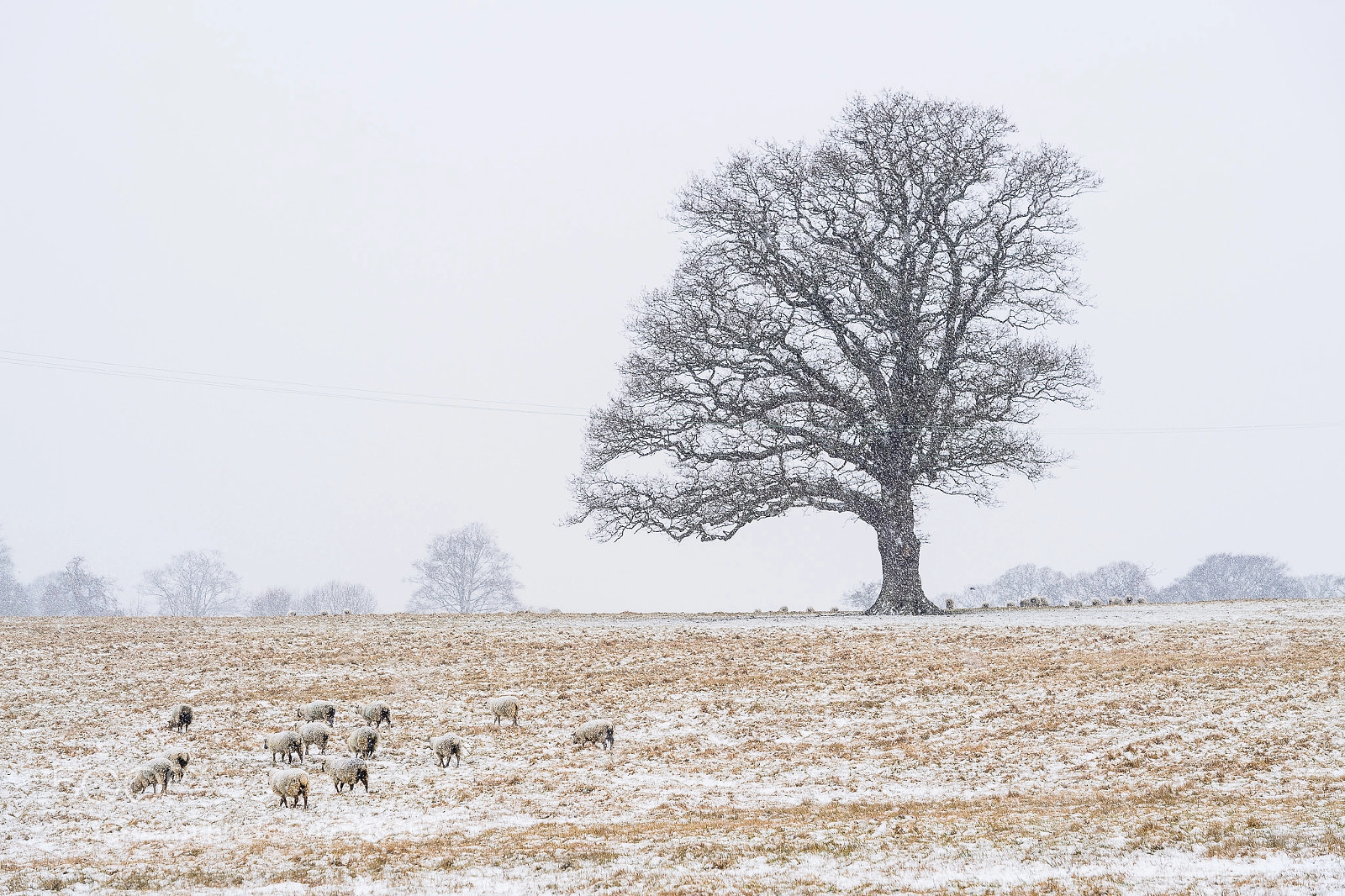 Nikon D5 sample photo. Cold pasture photography