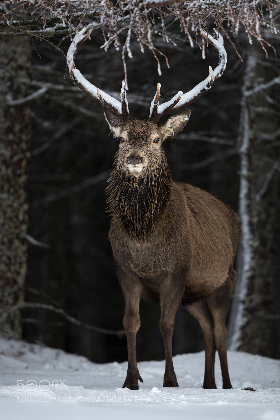 Canon EOS-1D X Mark II sample photo. Red deer stag with photography