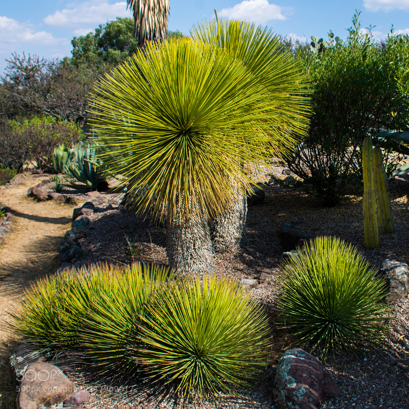 Nikon D7100 sample photo. Green haired plants. photography