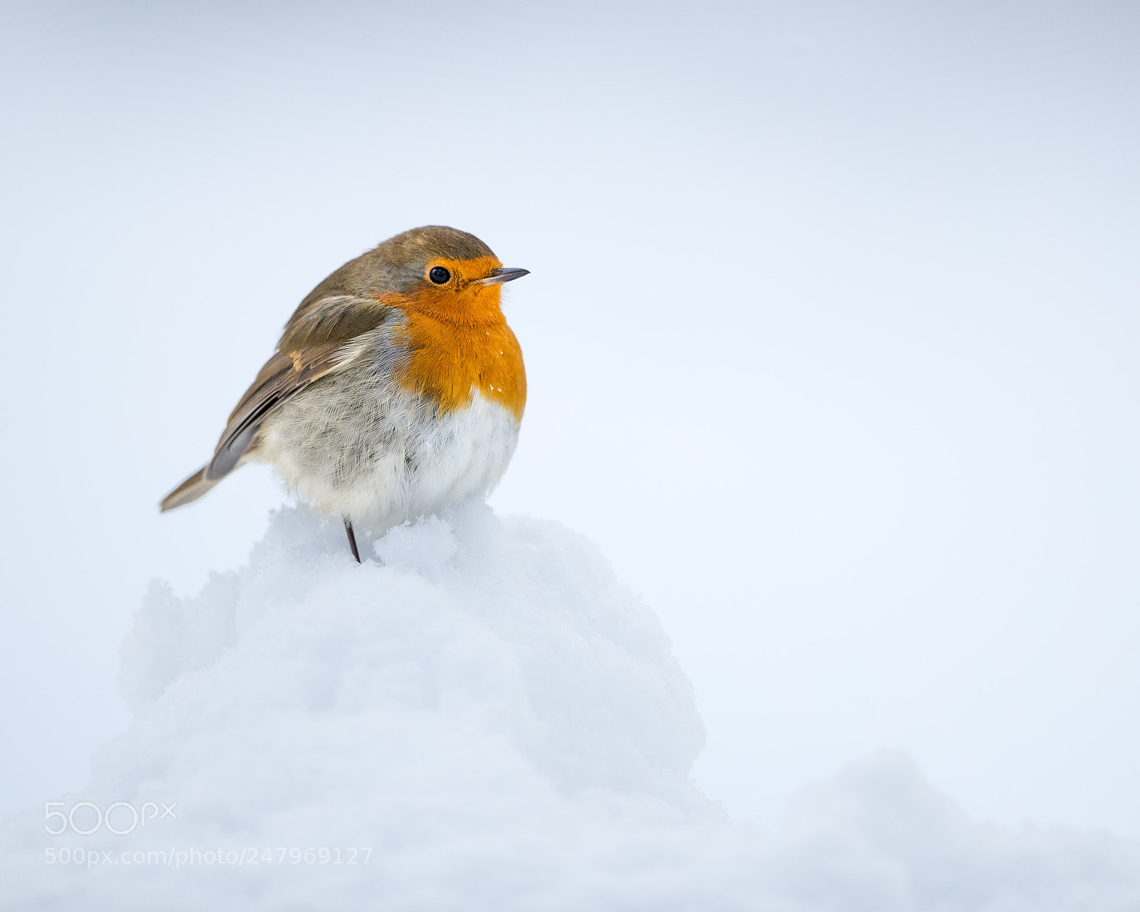 Canon EOS-1D X Mark II sample photo. Robin perched on snow photography