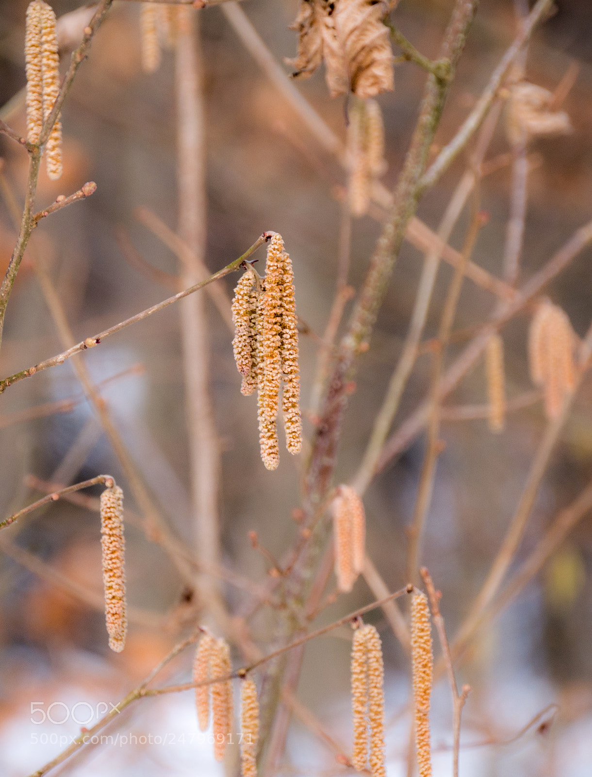 Panasonic DMC-G70 sample photo. Birch twigs photography