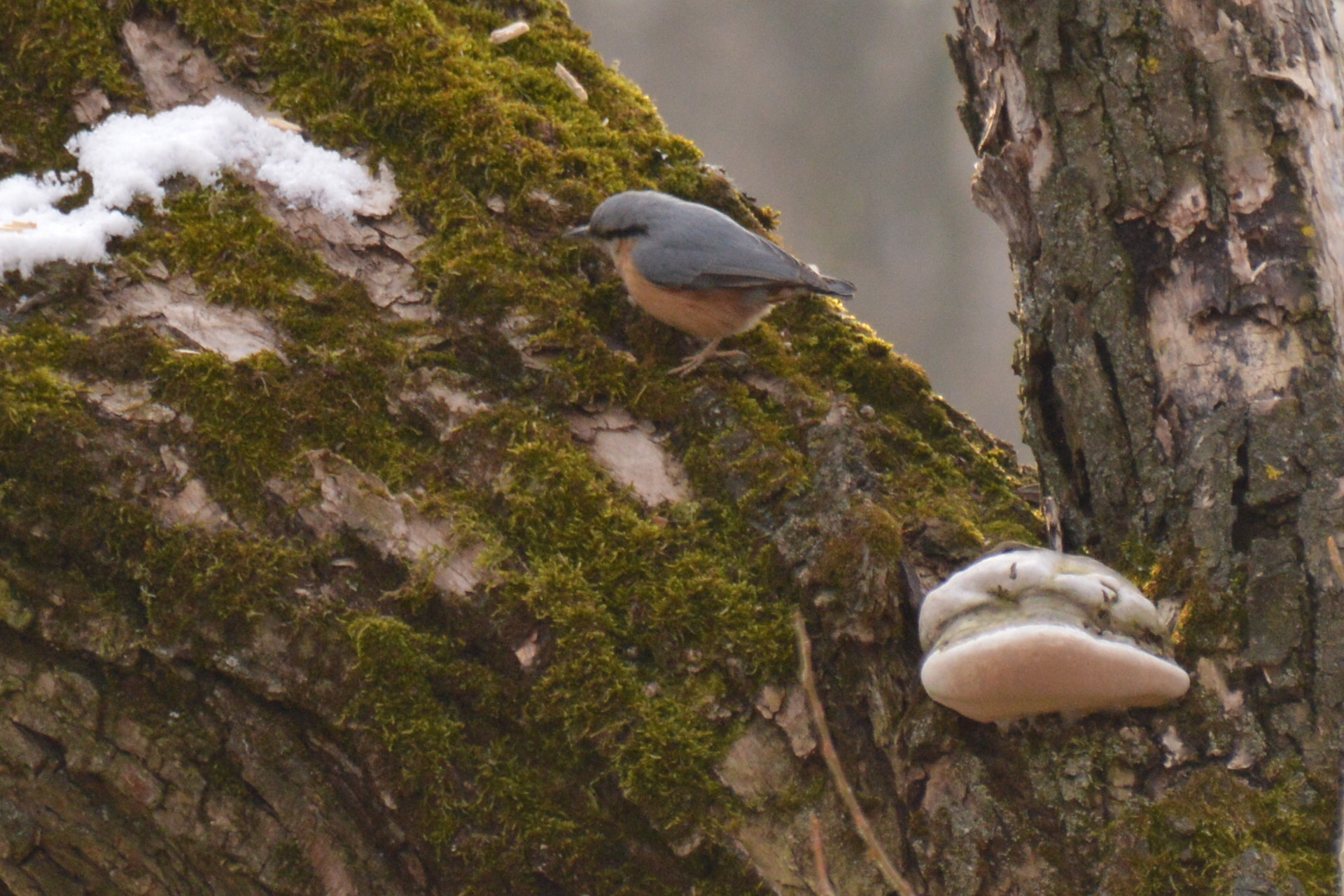 Sigma 18-250mm F3.5-6.3 DC Macro OS HSM sample photo. Nuthatch photography