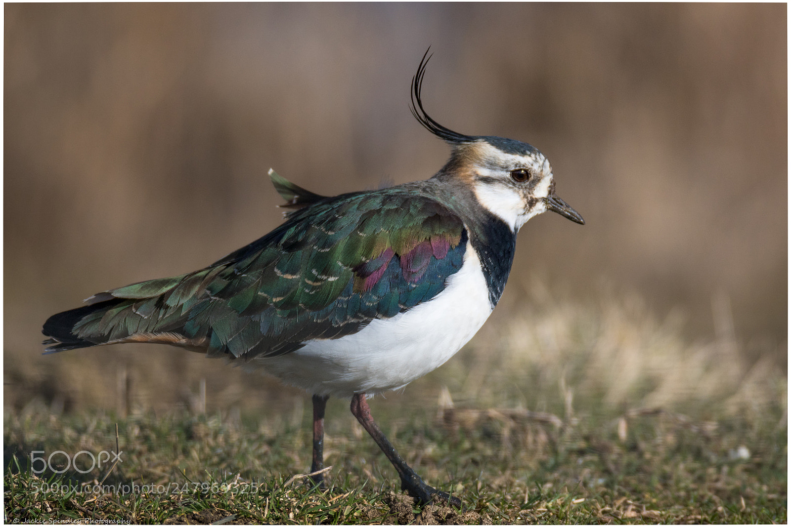 Canon EOS 7D Mark II sample photo. Lapwing photography