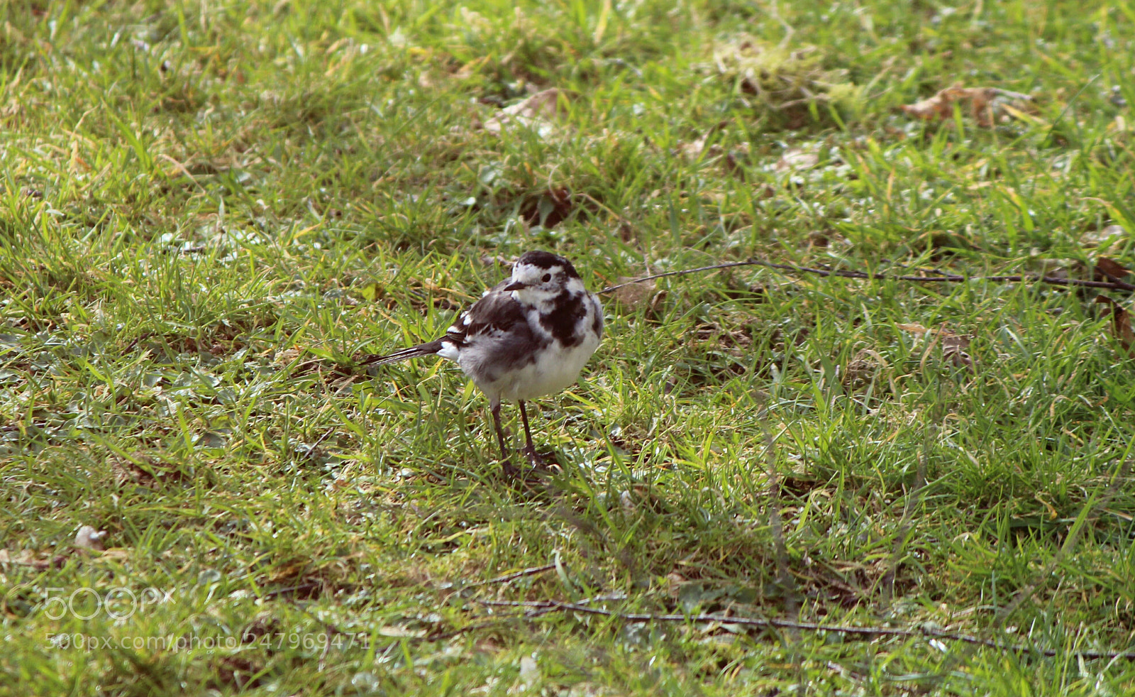 Canon EOS 1300D (EOS Rebel T6 / EOS Kiss X80) sample photo. Wagtail photography