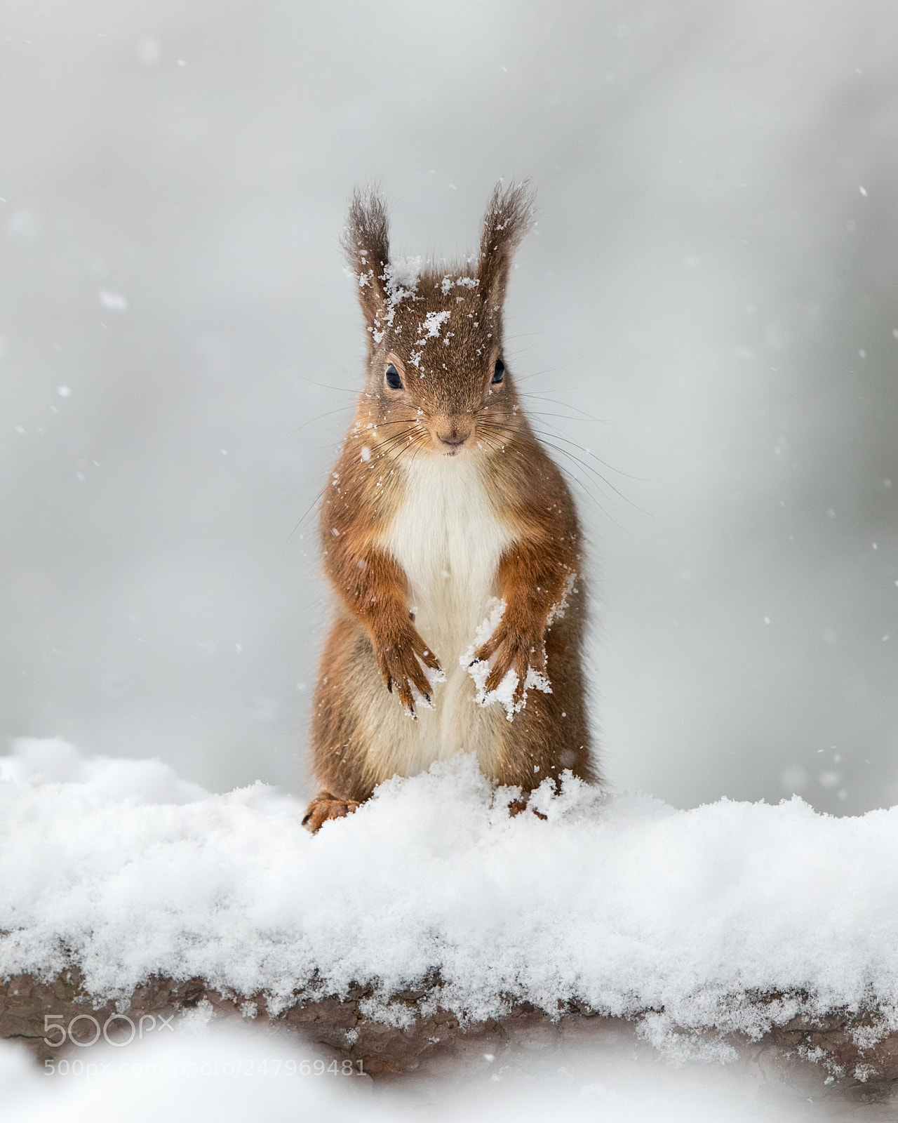 Canon EOS-1D X Mark II sample photo. Red squirrel in snow photography