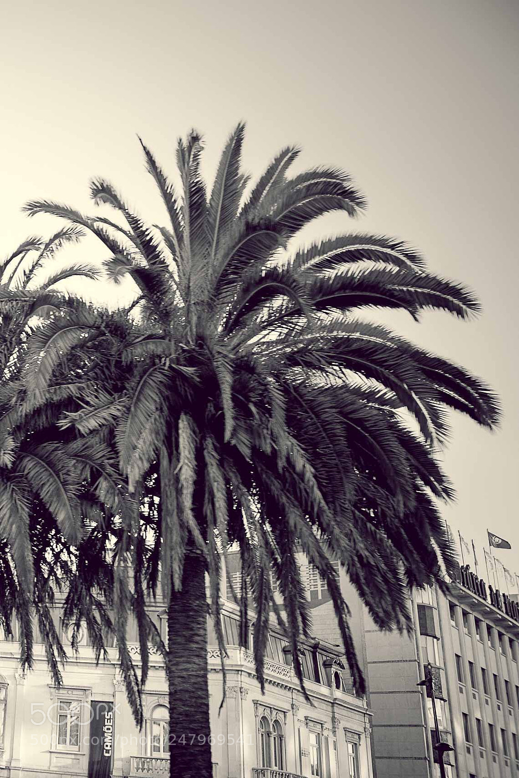 Nikon D810 sample photo. Palmeiralisboa baixa photography