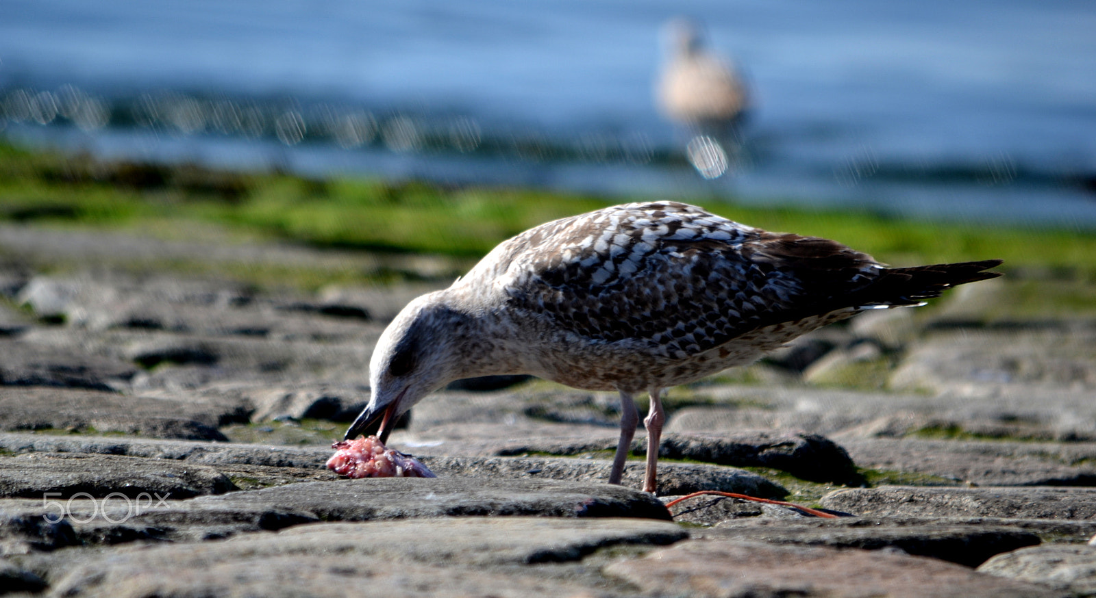 Nikon D3100 sample photo. Gaivota photography