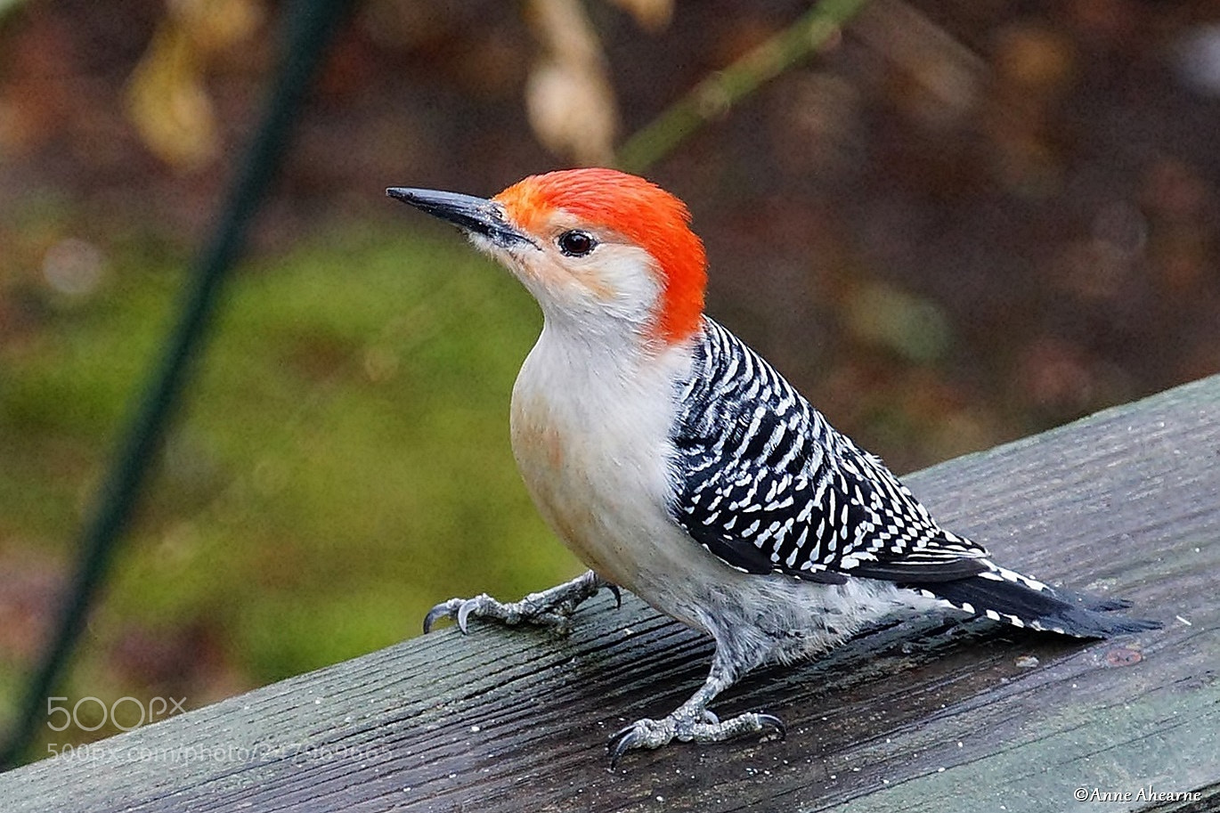 Sony ILCA-77M2 sample photo. Male red-bellied woodpecker photography