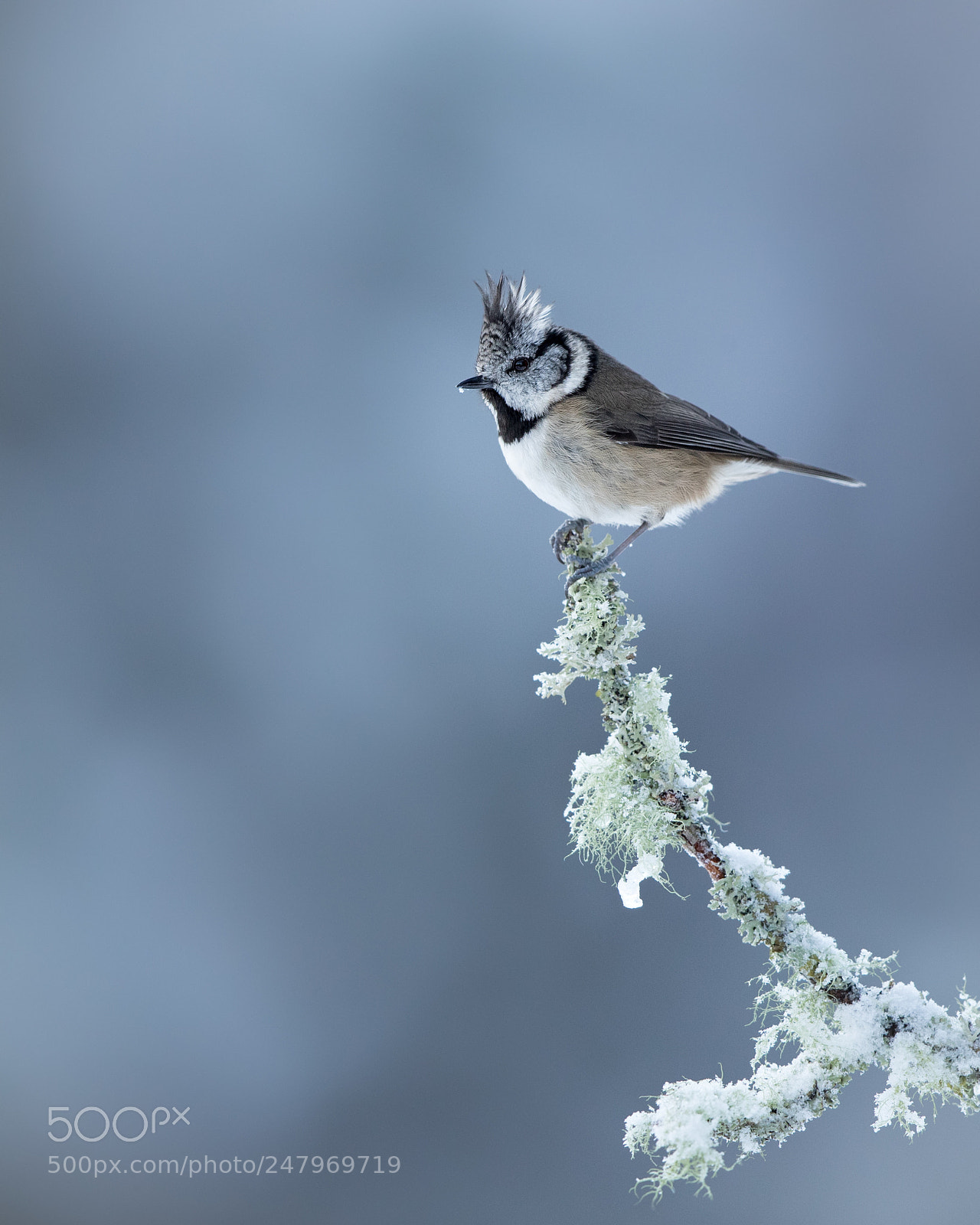 Canon EOS-1D X Mark II sample photo. Crested tit photography