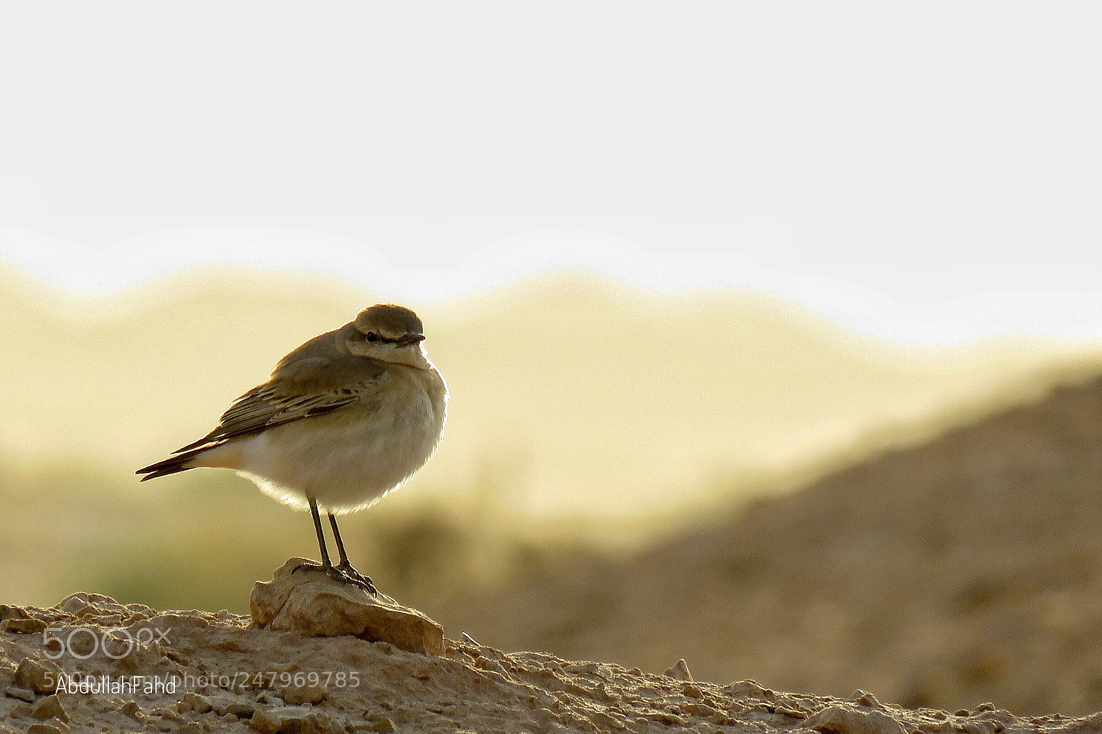Canon PowerShot SX60 HS sample photo. Isabelline wheatear photography