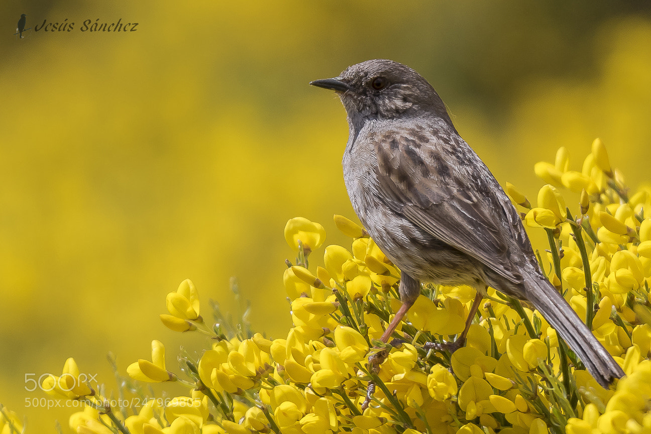 Canon EOS 7D Mark II sample photo. Acentor com n prunella photography