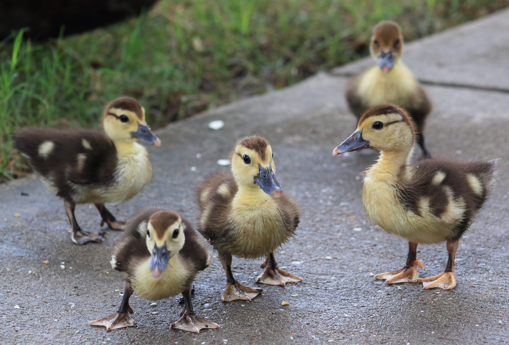 Canon EF 75-300mm f/4-5.6 sample photo. Chicks photography