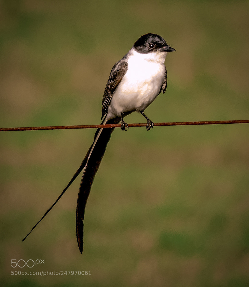 Nikon Coolpix P510 sample photo. Fork-tailed flycatcher tyrannus savana photography