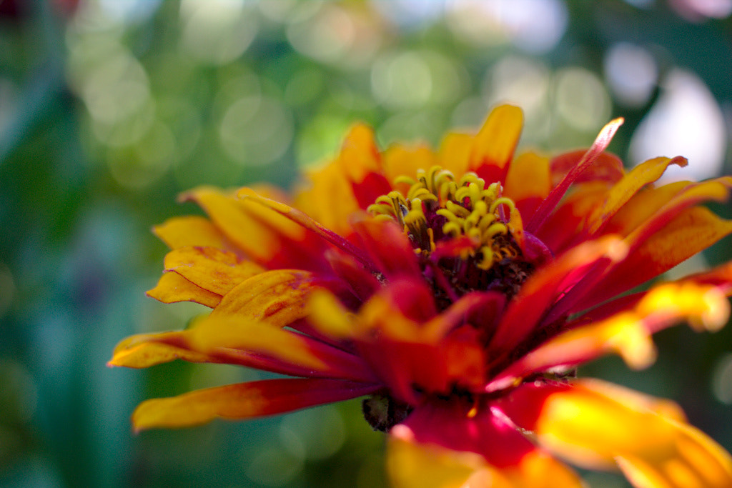 Canon EOS 450D (EOS Rebel XSi / EOS Kiss X2) sample photo. Gaillardia photography