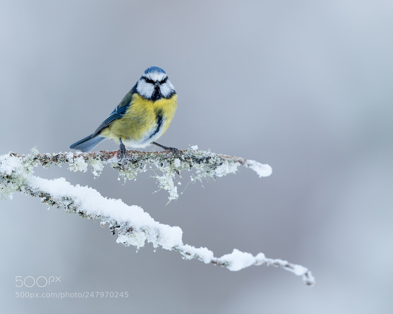 Canon EOS-1D X Mark II sample photo. Blue tit perched on photography