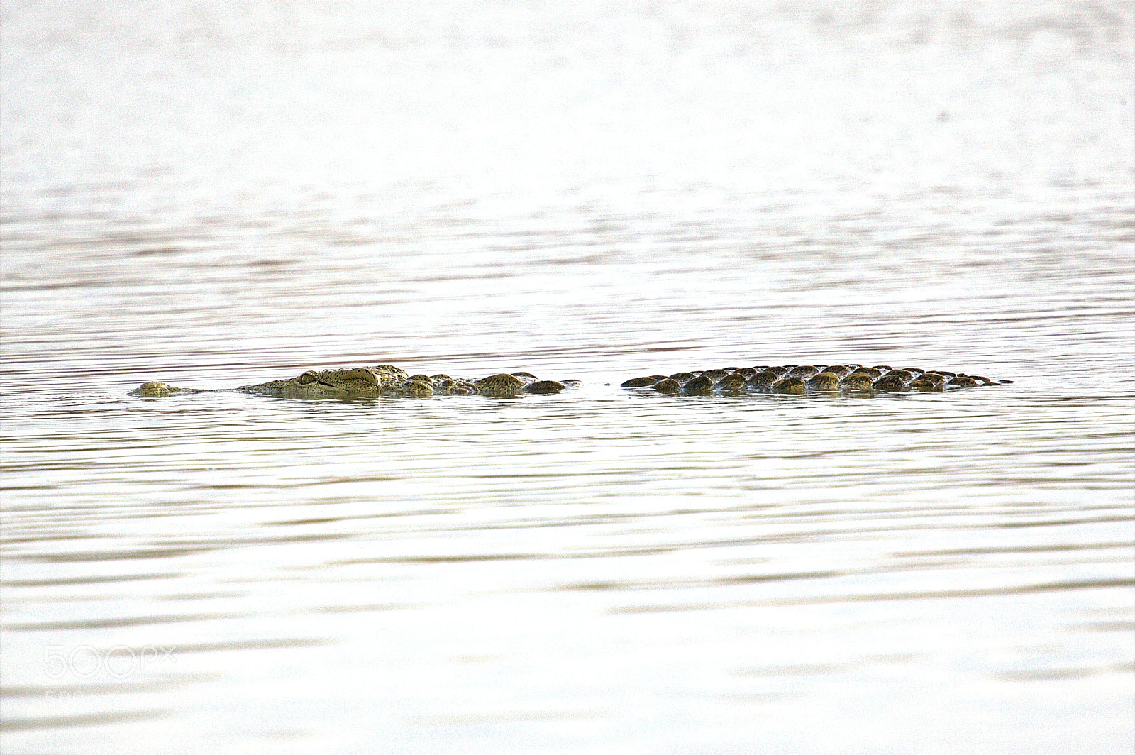 Canon EOS-1D Mark III sample photo. Elegant crocodile! photography