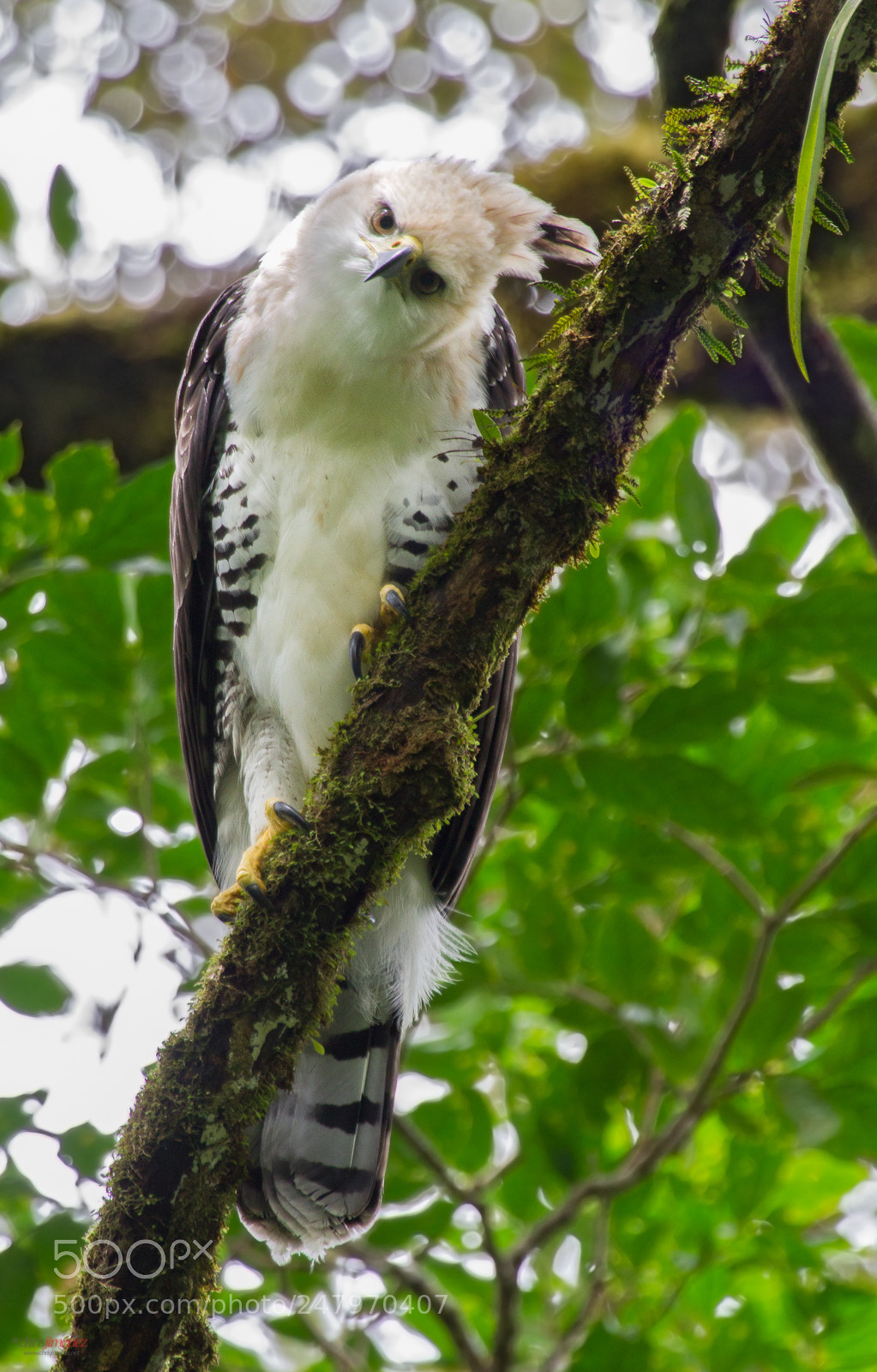 Canon EOS 7D sample photo. Ornate hawk-eagle  juvenile photography