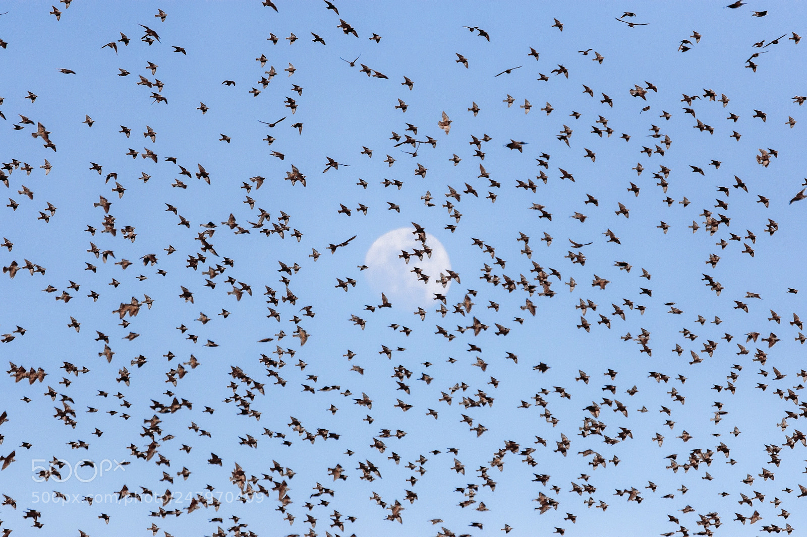 Nikon D7200 sample photo. A flock of birds photography