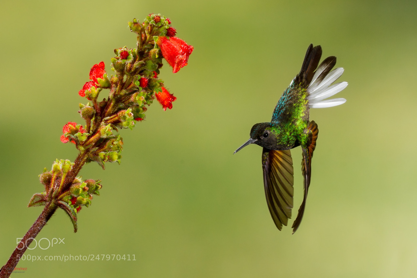 Canon EOS 7D sample photo. Black-bellied hummingbird photography
