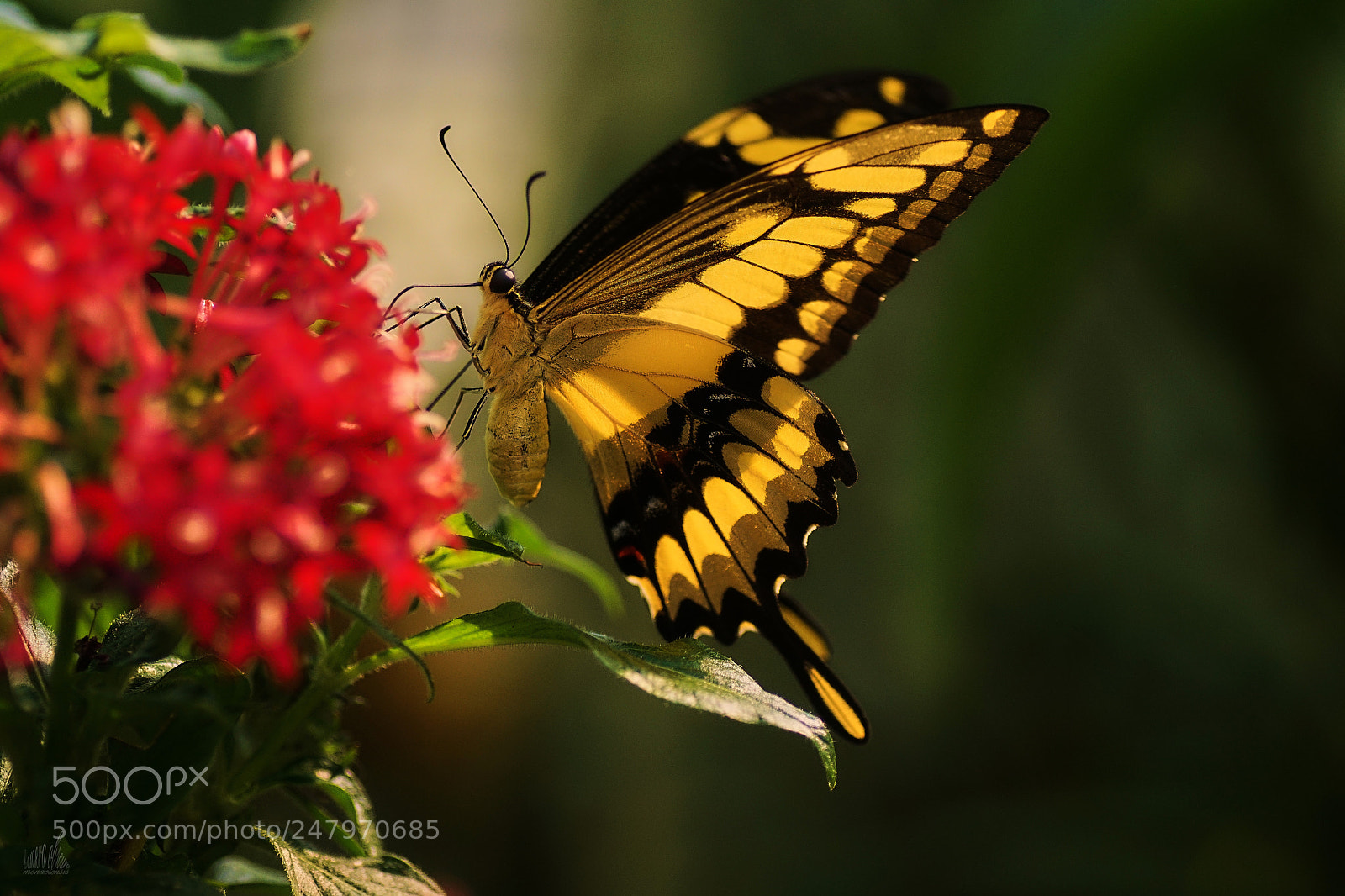 Sony ILCA-77M2 sample photo. Royal photography