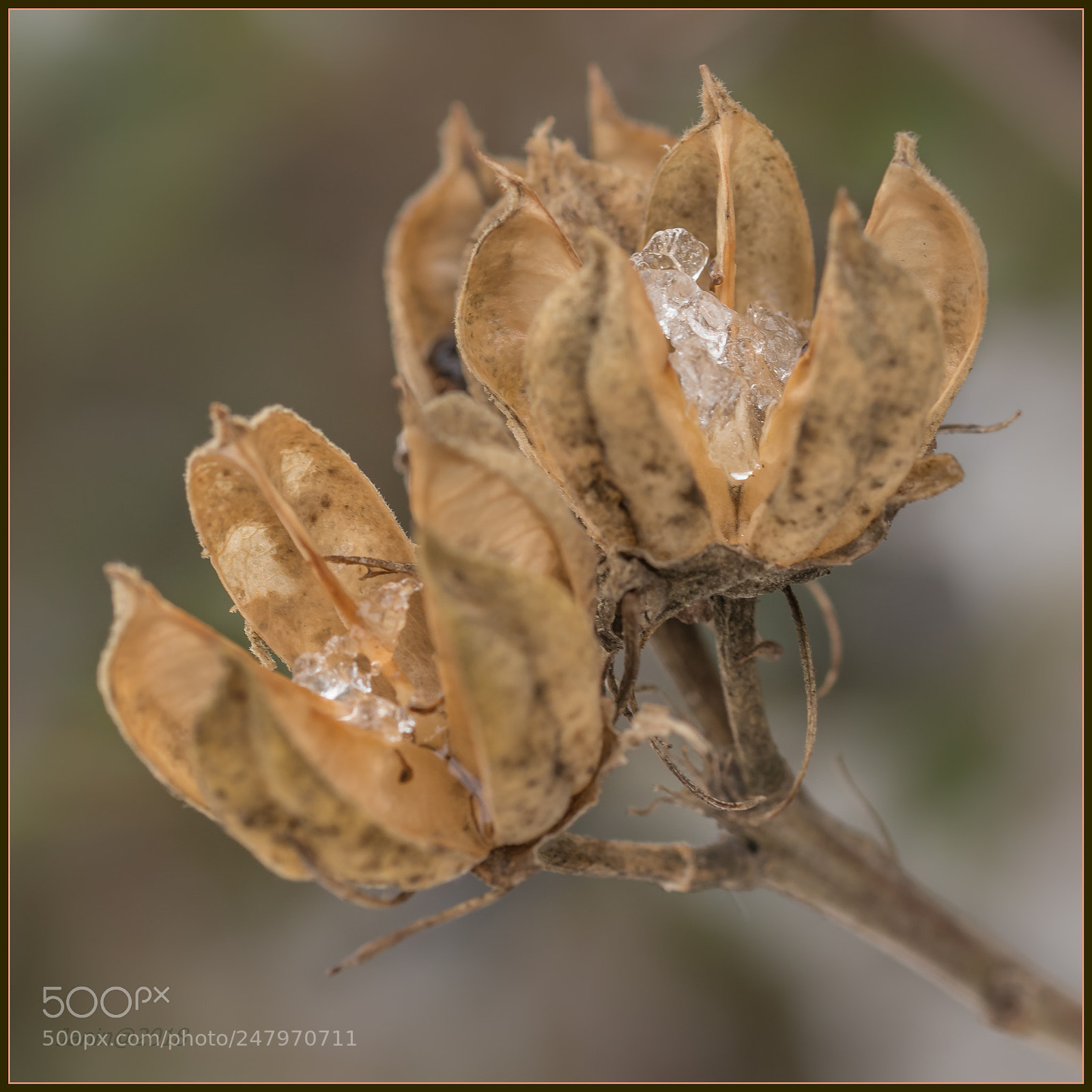 Canon EOS 77D (EOS 9000D / EOS 770D) sample photo. Snow crystals photography