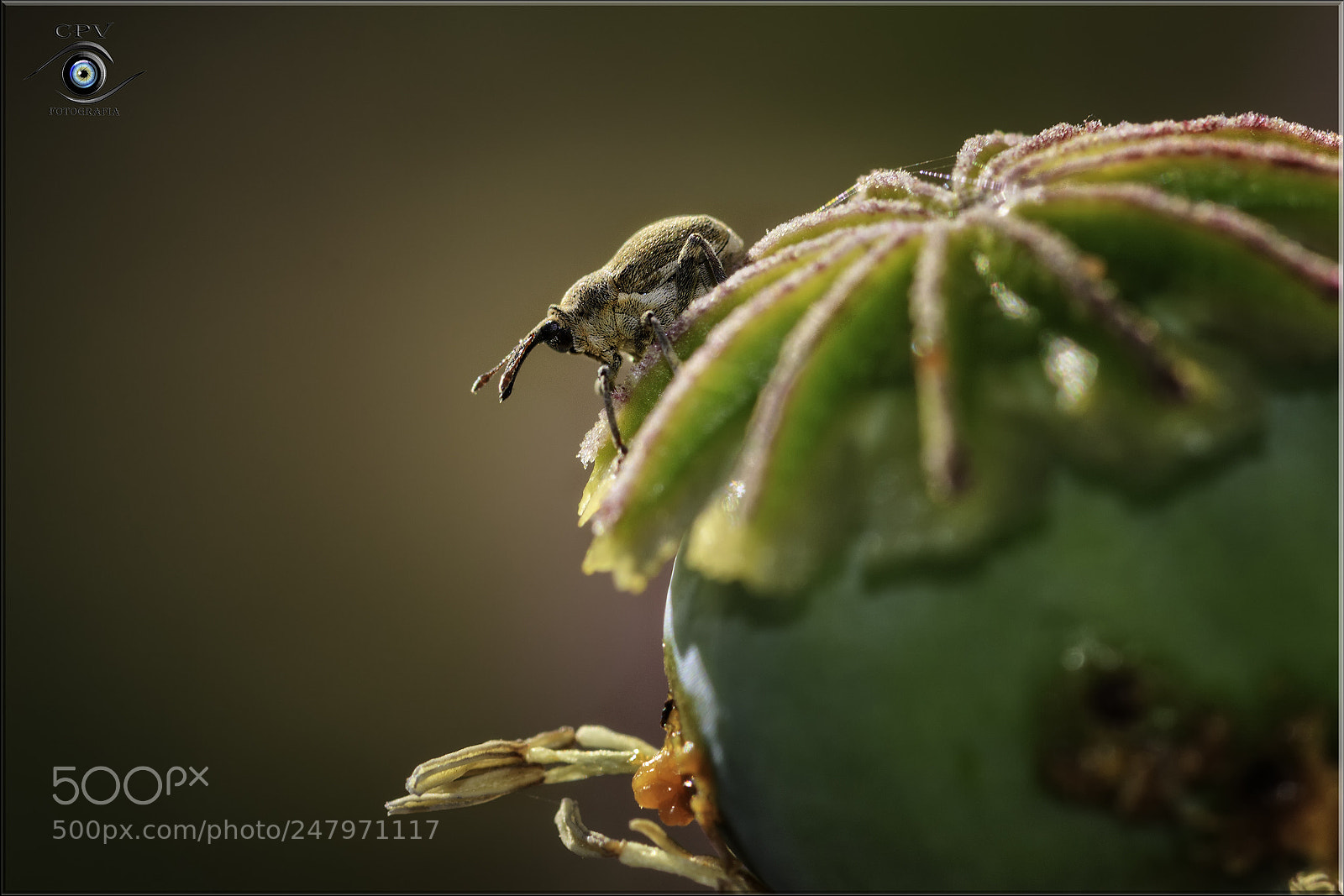 Canon EOS 80D sample photo. Gorgojito en amapola blanca photography