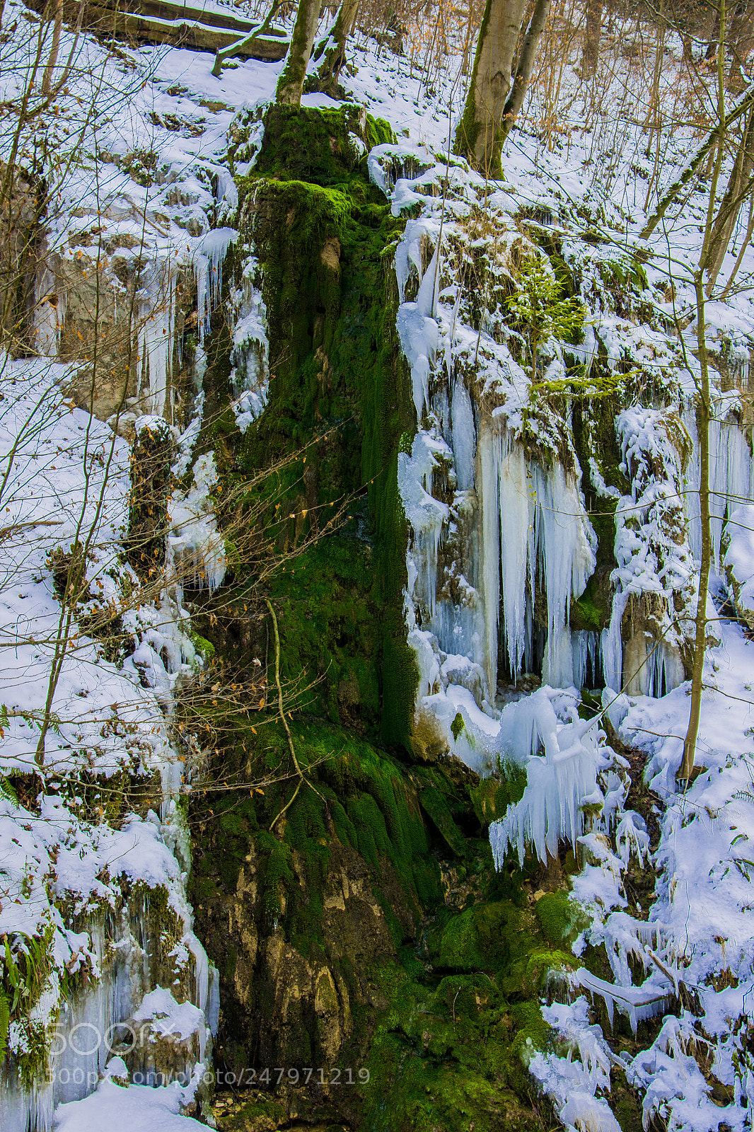 Nikon D7200 sample photo. Frozen and alive photography