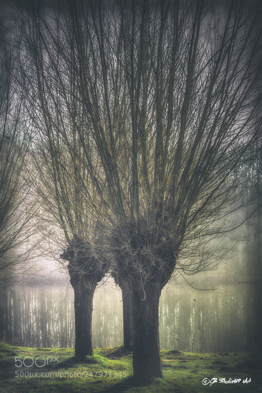 Canon EOS 700D (EOS Rebel T5i / EOS Kiss X7i) sample photo. Willow tree water and photography