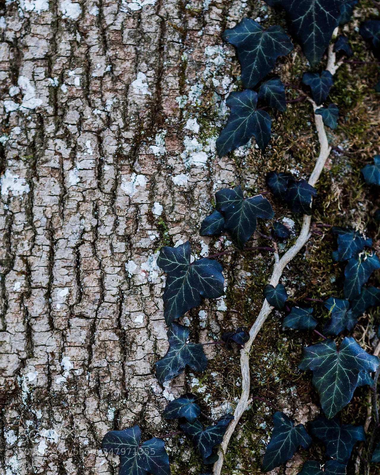 Canon EOS-1D Mark III sample photo. Shapes photography