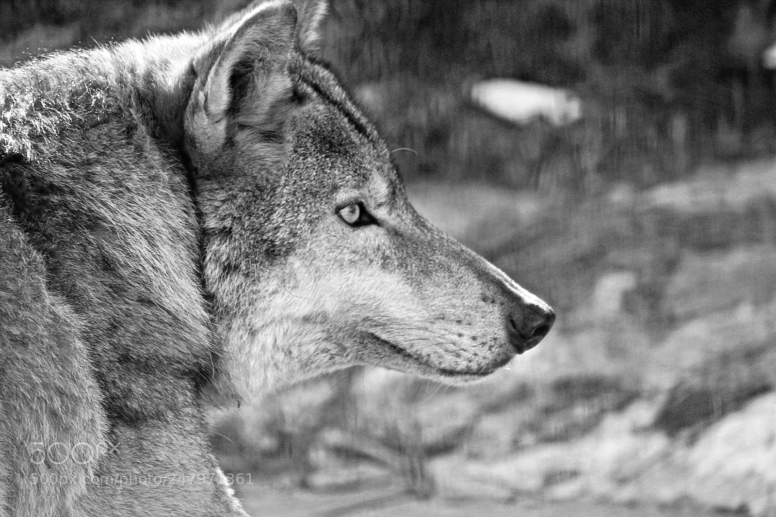 Canon EOS 1300D (EOS Rebel T6 / EOS Kiss X80) sample photo. Wild wolf  photography
