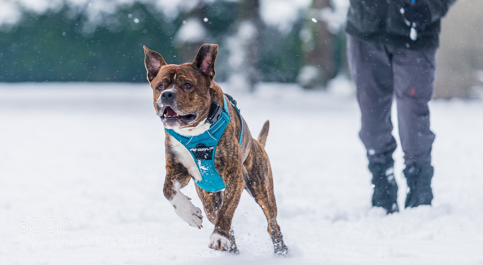 Nikon D610 sample photo. The snow of paris photography