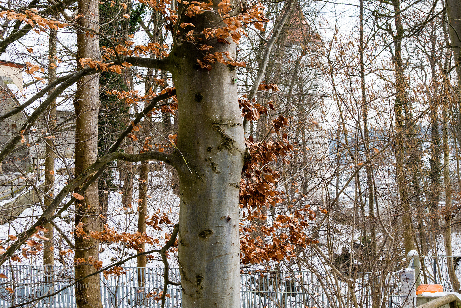Panasonic DMC-G70 sample photo. Winter woodland ... photography