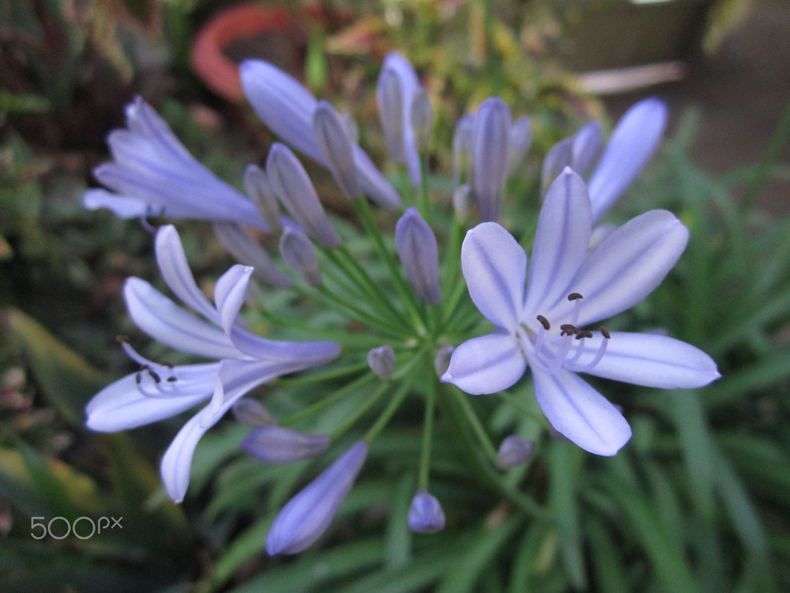 Canon PowerShot A2200 sample photo. Destello photography