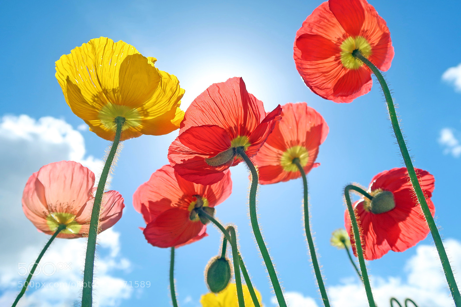 Canon PowerShot G7 X Mark II sample photo. Coin poppy photography
